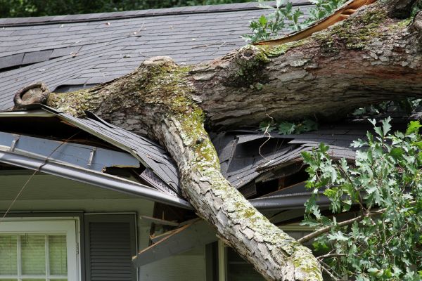 Storm Remediation in Plant City